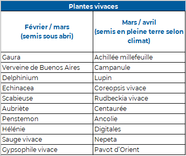 semis plantes vivaces